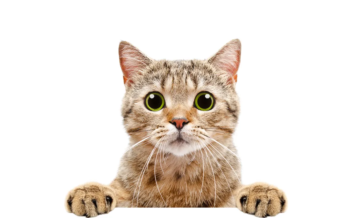 جلب توجه گربه برای صاحبش