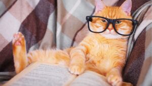 آیا گربه ها باهوش هستند؟
