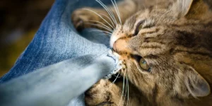 آیا گربه‌ها از دست صاحب خود عصبانی می‌شوند