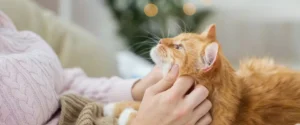 آیا گربه‌ها صاحبان زن را ترجیح می‌دهند
