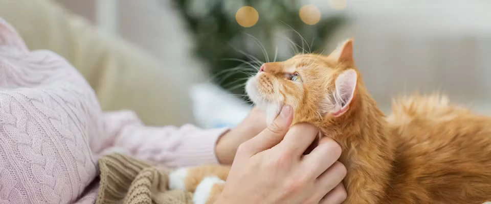 آیا گربه‌ها صاحبان زن را ترجیح می‌دهند