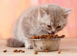 بچه گربه ها چه غذایی دوست دارند؟