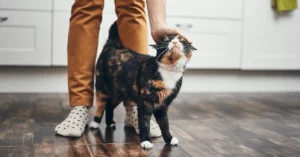 همه چیز درباره فحل گربه‌ها