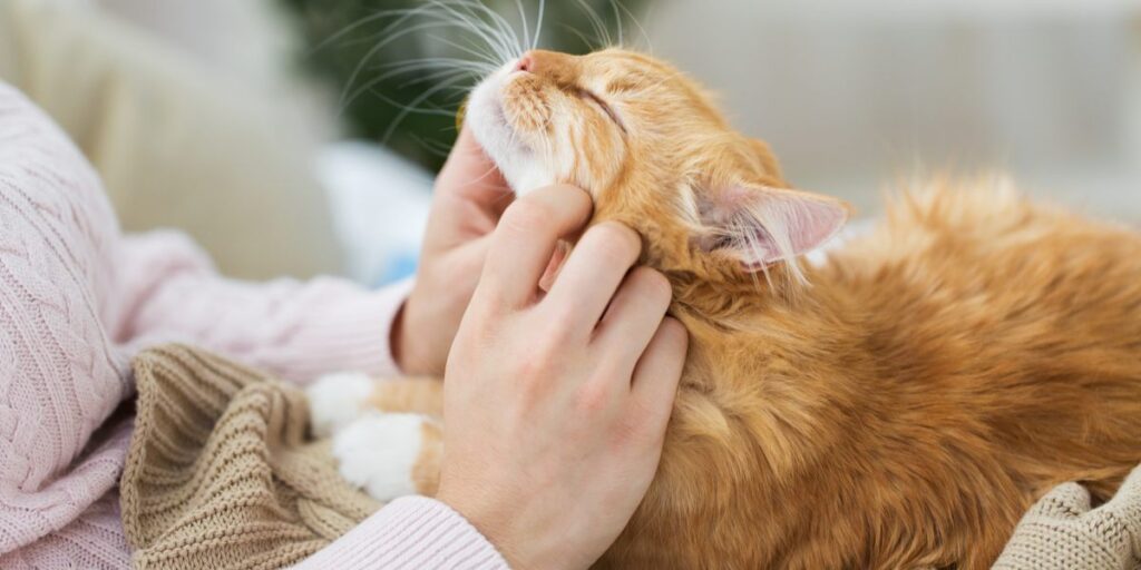 وابستگی گربه به صاحبش به چه صورت است؟