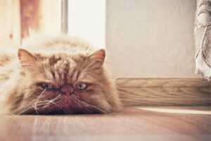 گربه‌ها چه چیزهایی را دوست ندارند؟